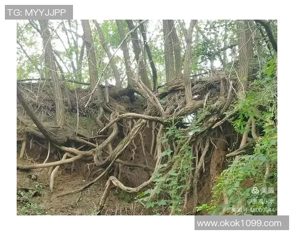 吴秀英的攀岩人生：在高峰之上与自我对话的深度探索